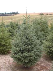 Engelmann Spruce